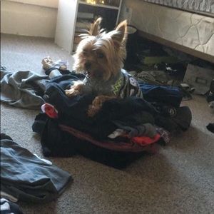 Meet your Posher, Allie